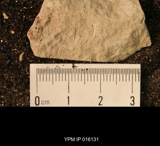 Archescytinidae