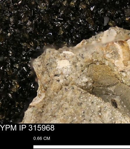 undet. Mollusca