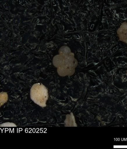 undet. Rugoglobigerinidae