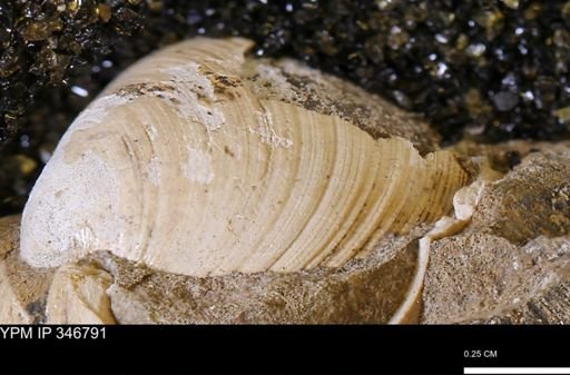 Limopsis striatopunctatus