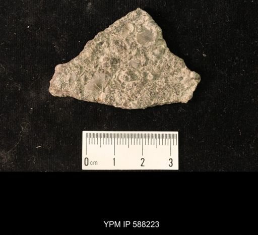 Leptobolus lepis