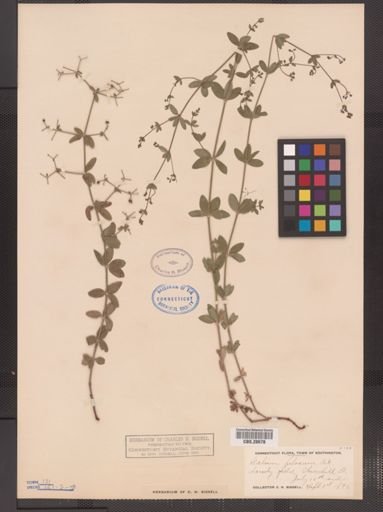 Galium pilosum