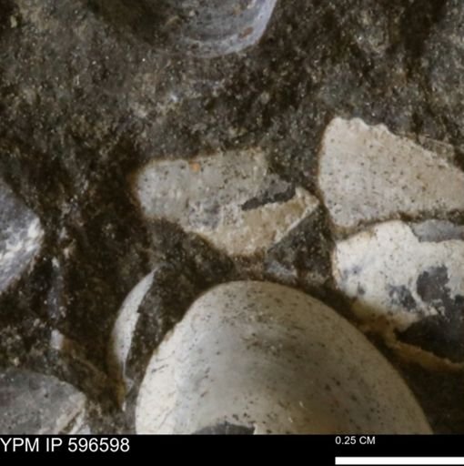 Limopsis? striatopunctatus