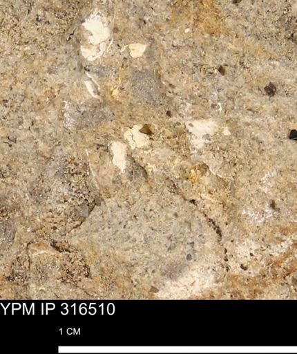 undet. Mollusca