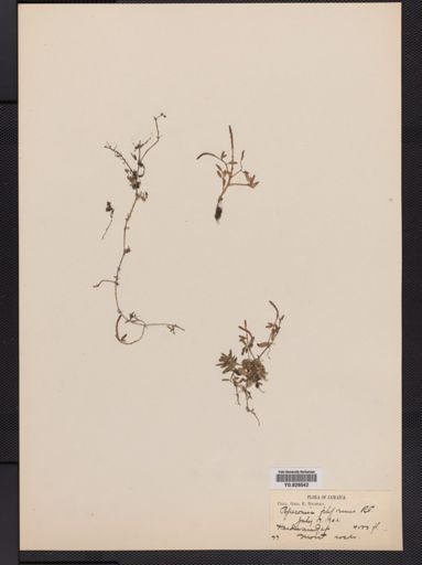 Peperomia