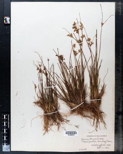 Juncus tenuis