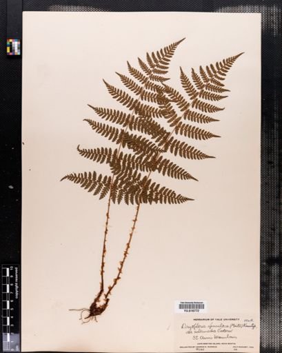 Plantae