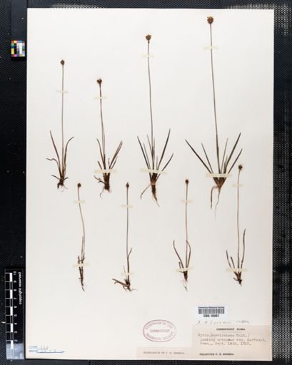 Xyris caroliniana