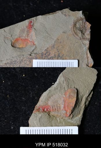 undet. Xiphosurida
