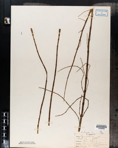 Equisetum fluviatile