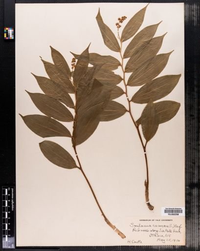 Maianthemum