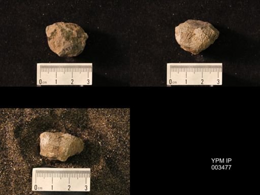 Productus inflatus