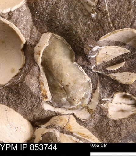 Parallelodon sp.