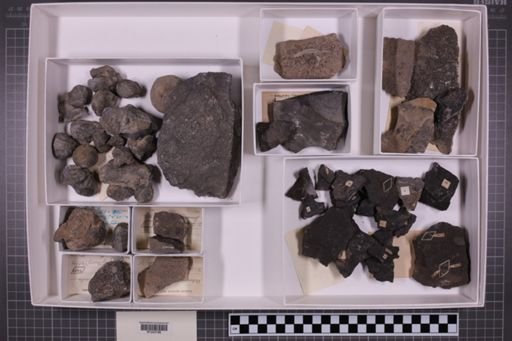 mixed taxa, stratigraphic collection