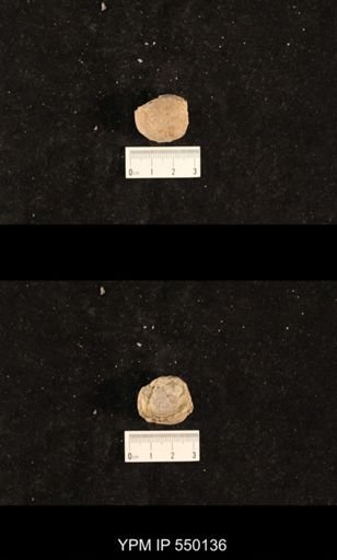 Bellerophon capax