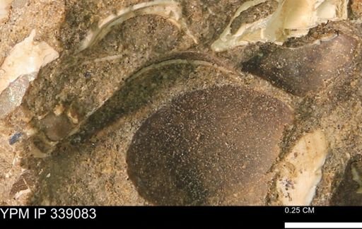 undet. Bivalvia