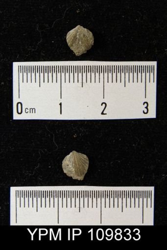 Spirigerina jupiterensi