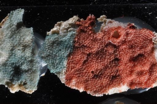 Schizoporella cornuta