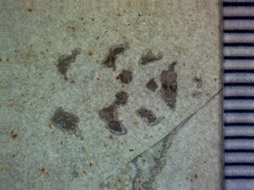 undet. Hemiptera