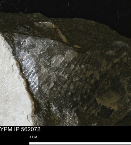 Oxytoma (Hypoxytoma) sp.
