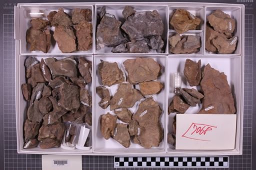 mixed taxa, stratigraphic collection