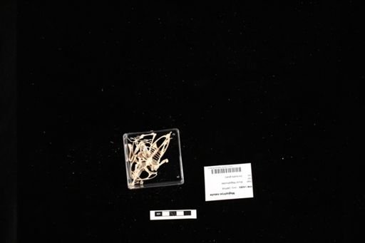 Megophrys nasuta