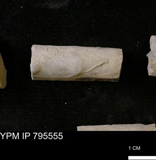 Baculites sp.