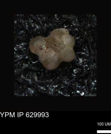 undet. Foraminiferida