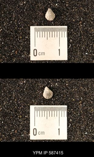 Camarotoechia whitei