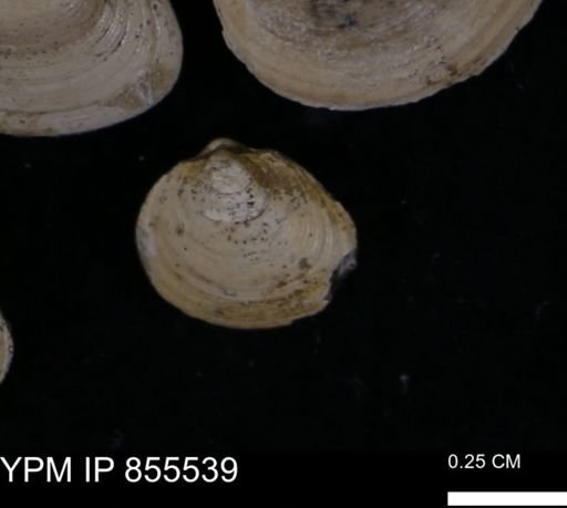 Limopsis striatopunctatus