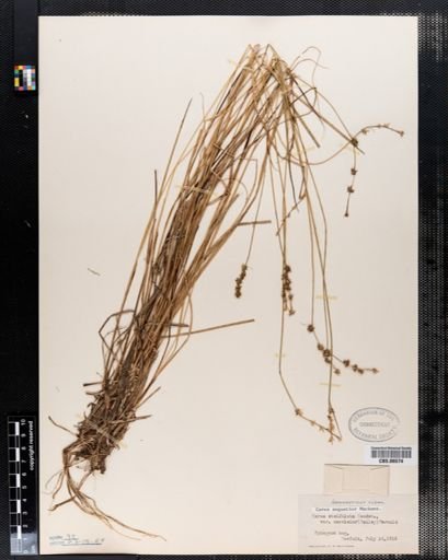 Carex angustior