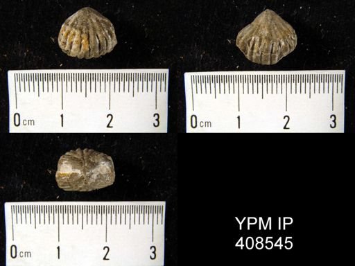 undet. Rhynchonellida