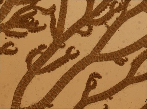 Ceramium echionotum