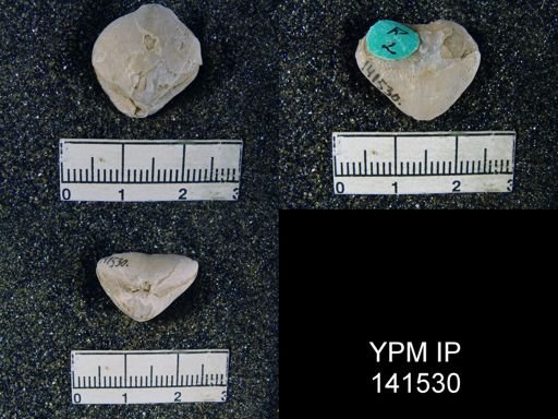 Spirigerella derbyi