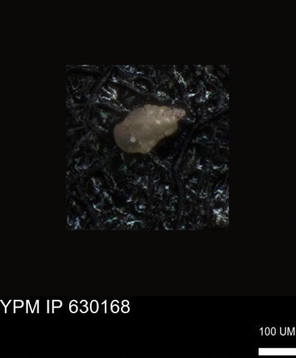undet. Foraminiferida