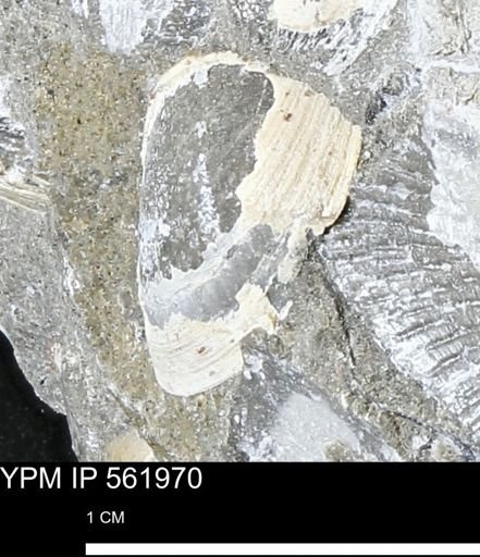 Limopsis sp.