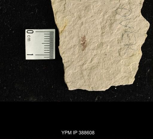 Hemiptera