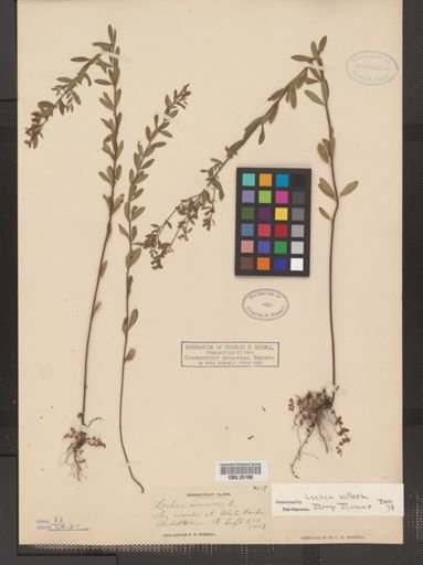 Lechea villosa