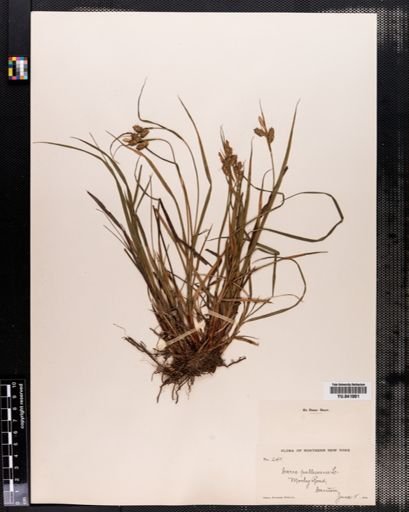 Carex pallescens
