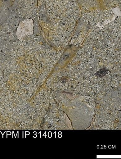 undet. Scaphopoda