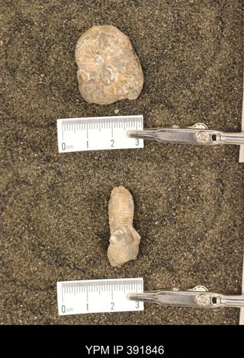 Scaphites whitfieldi