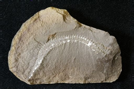 Euphoberia granosa