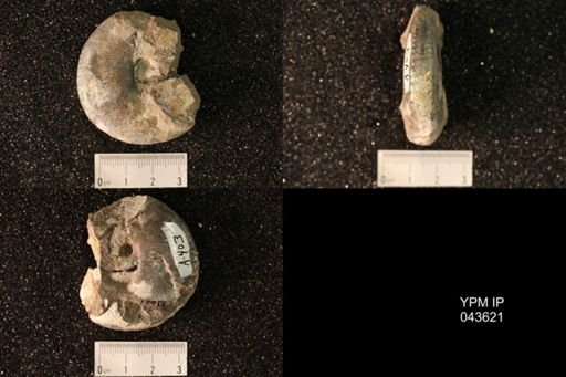 Hoploscaphites nicolletii