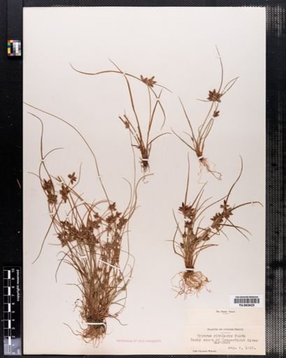 Cyperus rivularis