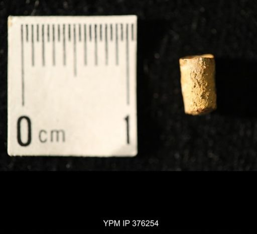 Pseudorthoceras knoxense
