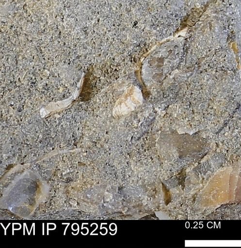 undet. Bivalvia