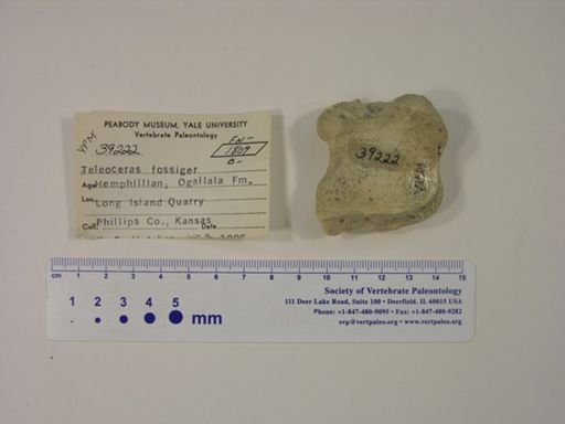 Teleoceras fossiger