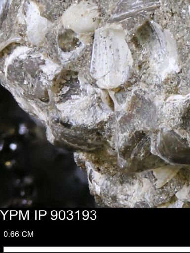 undet. Bivalvia