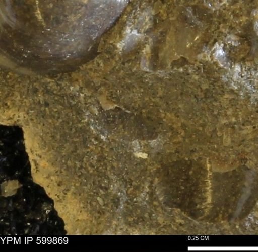 Protocardia subquadrata