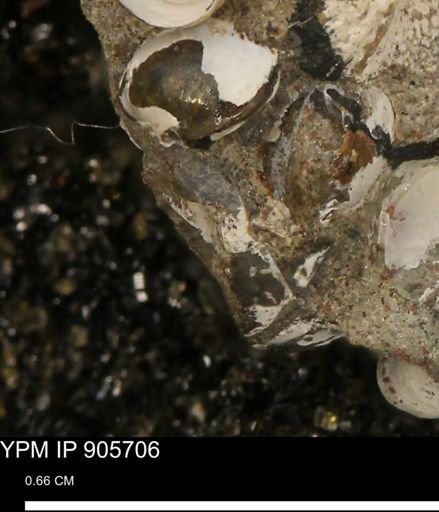 undet. Mollusca